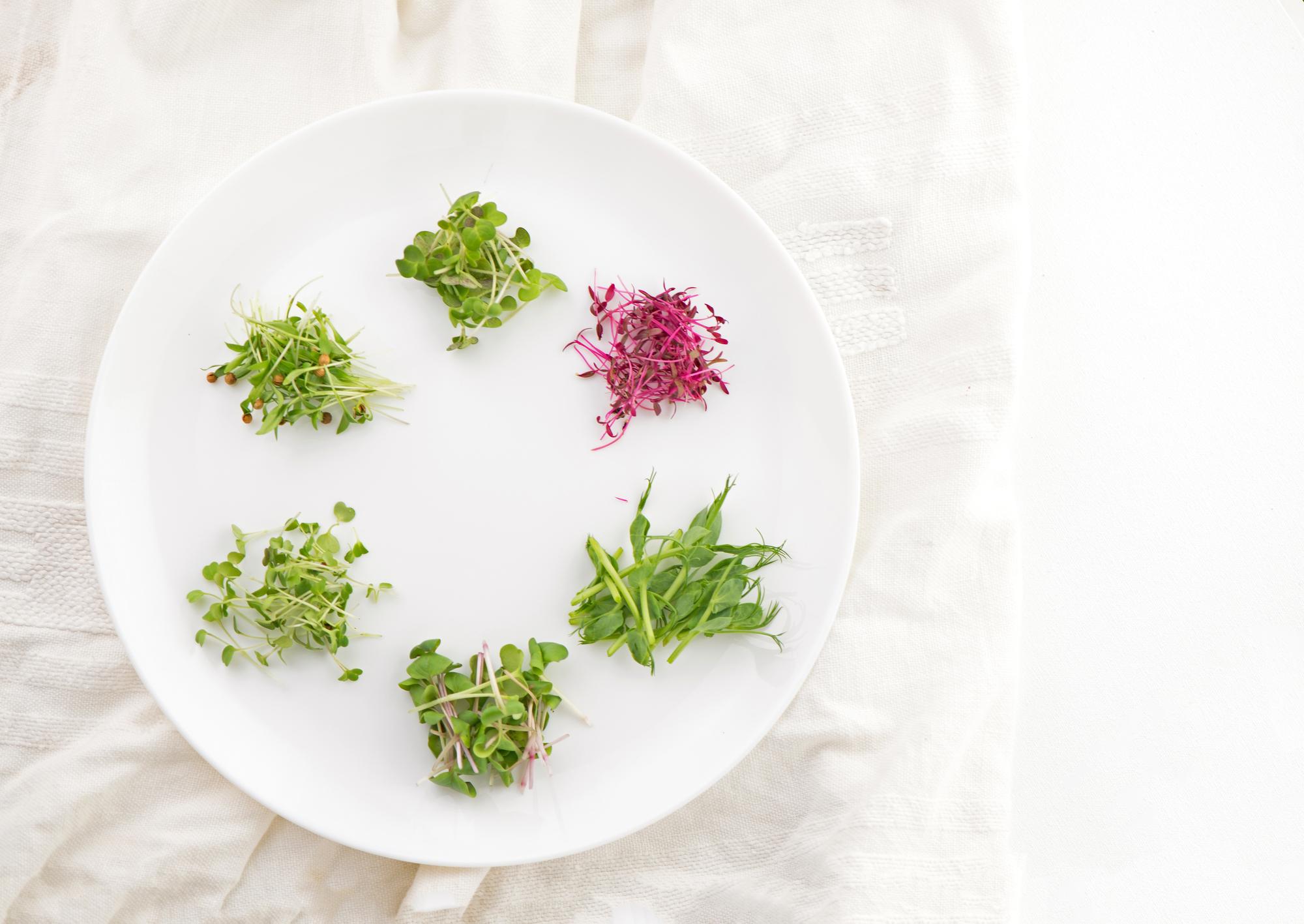 Close-up plated seasonal starter with herbs